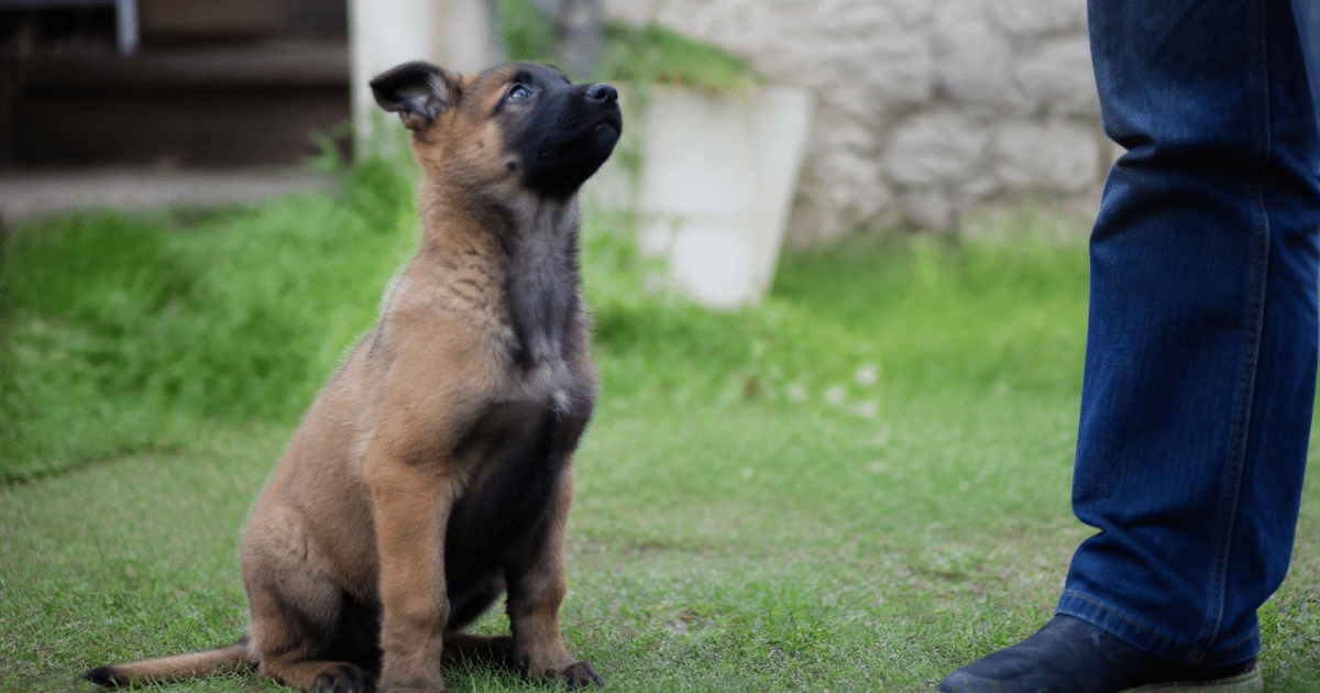 Jeune chien assis attentif face a son maitre