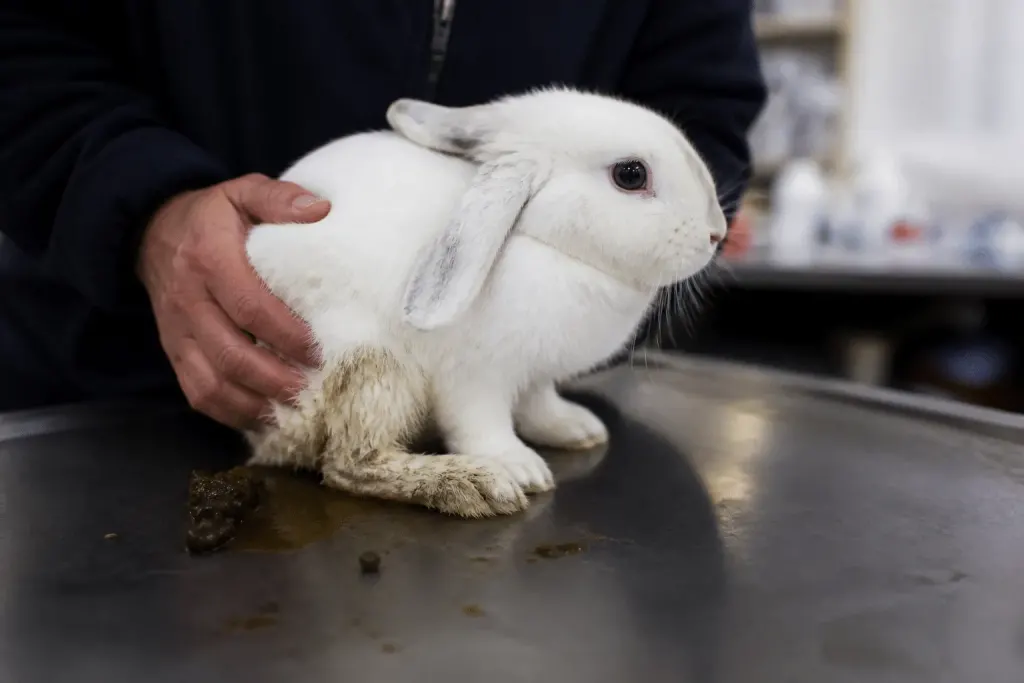Lapin blanc aux selles liquides chez vétérinaire inquiet