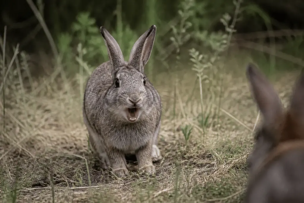 Lapine grise défendant son territoire avec posture agressive