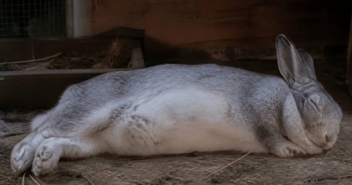 Lapine allongee sur le cote, ventre arrondi visible de profil