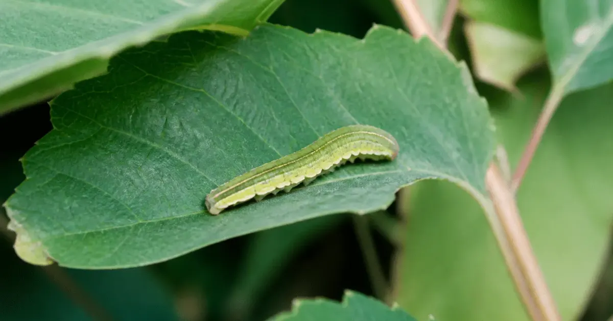 larve verte et jaune posee sur feuille verte