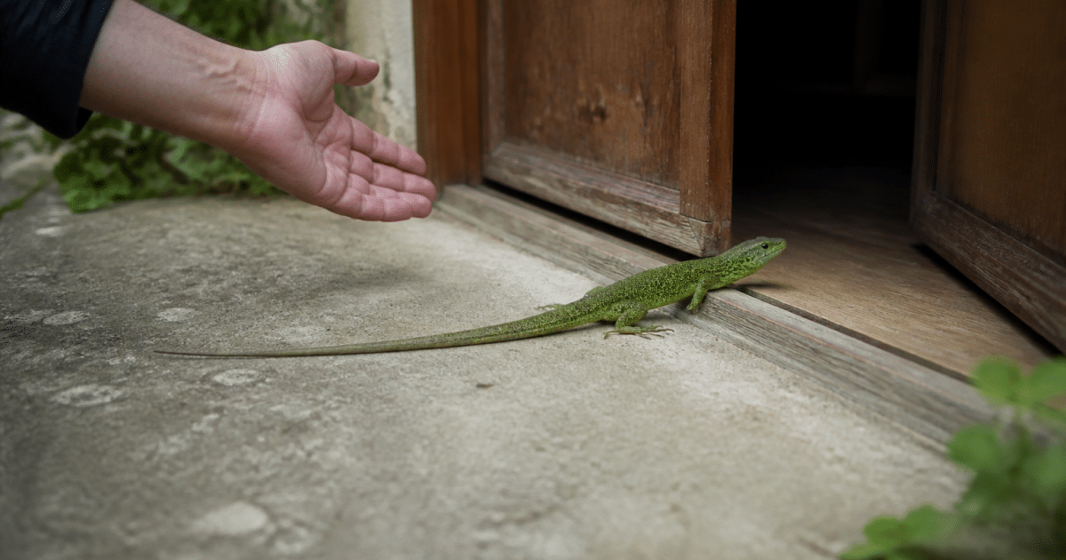 Main tendue guidant lezard vert vers porte ouverte
