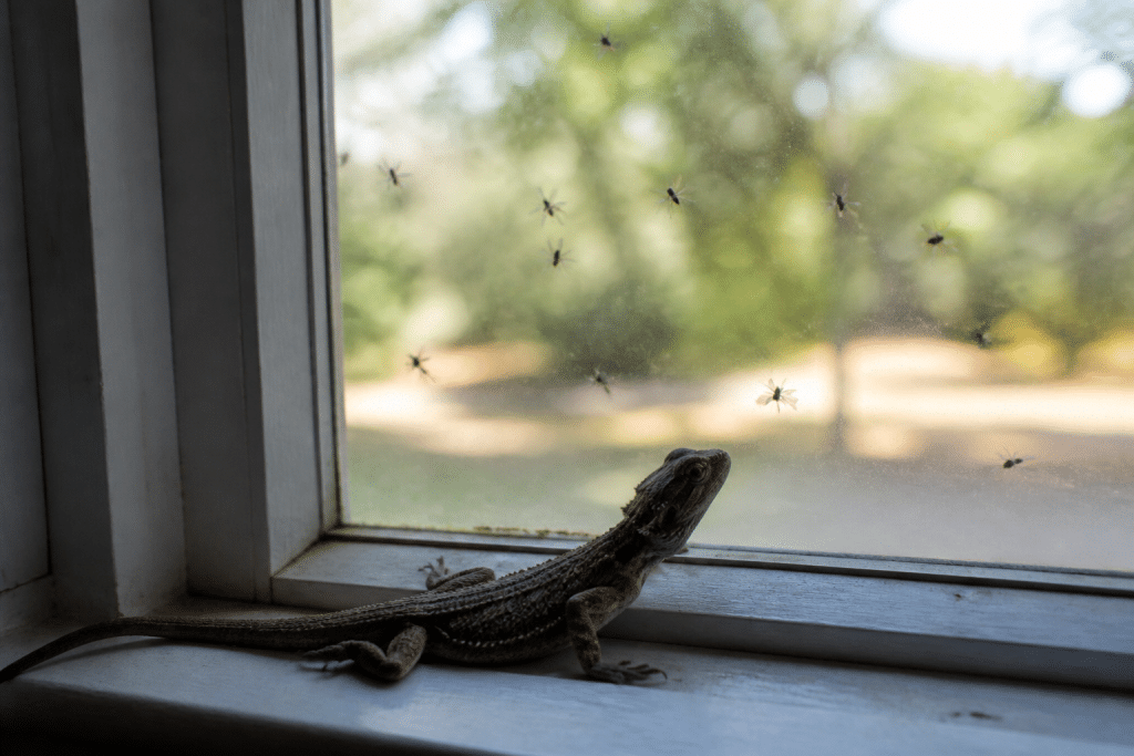 Reptile attire par chaleur fenetre eclairee et insectes interieur
