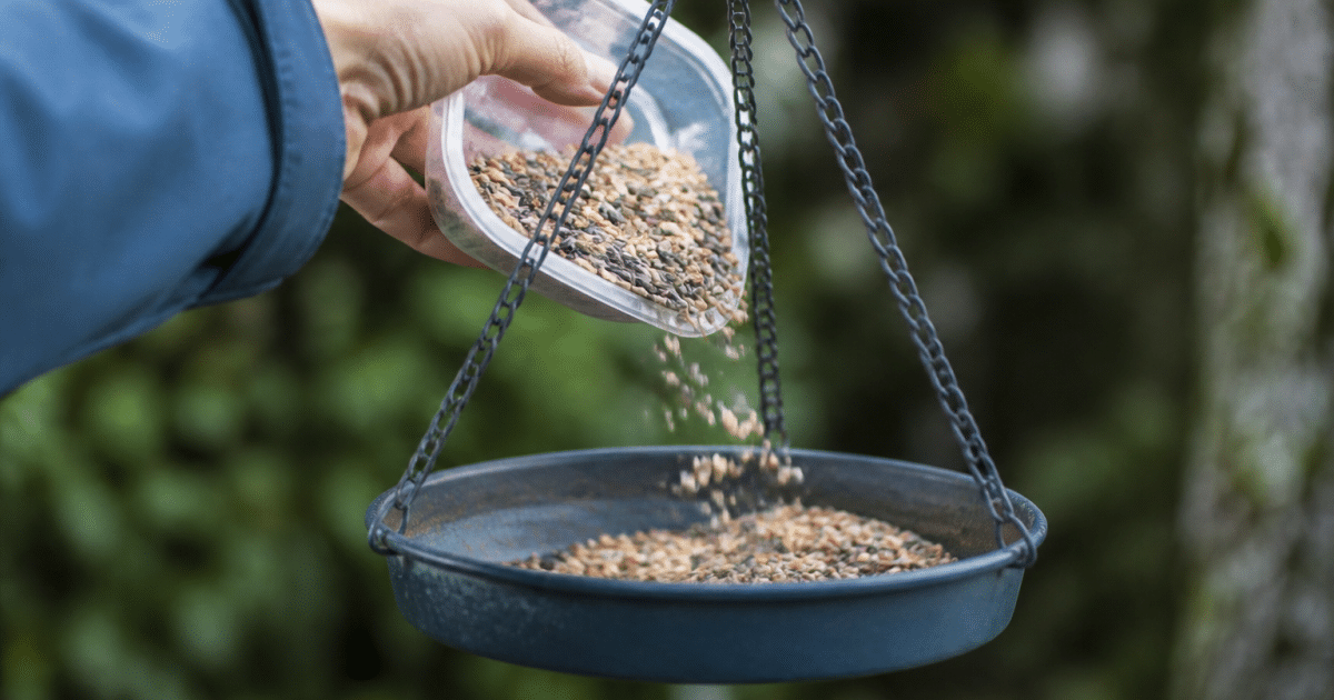 Main versant des graines dans une mangeoire suspendue dehors
