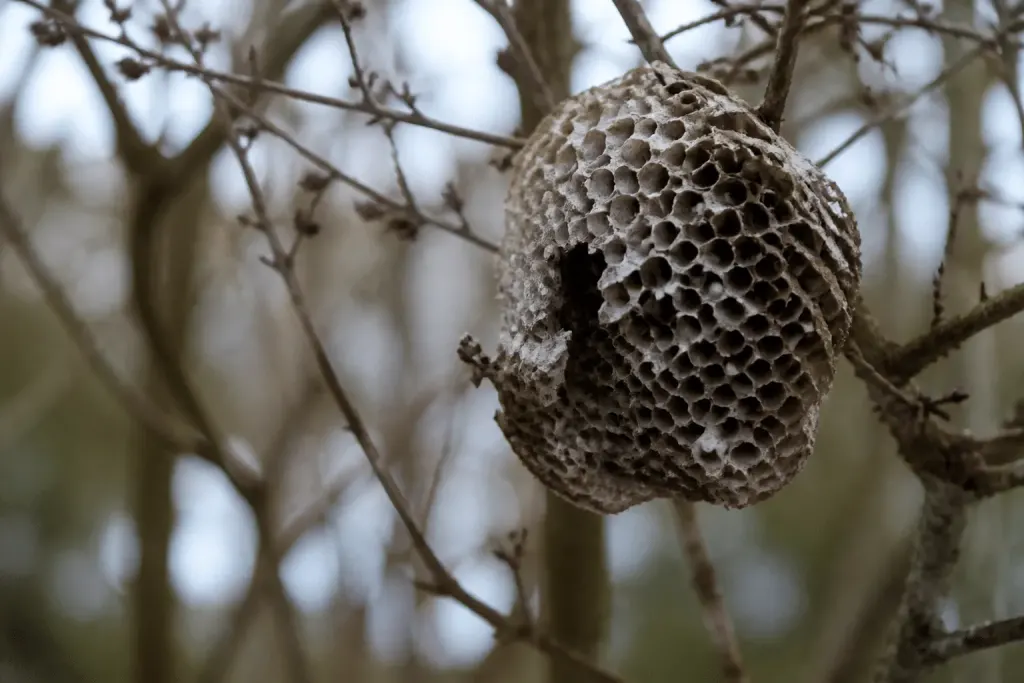 Nid de guêpes vide et abandonné en saison froide