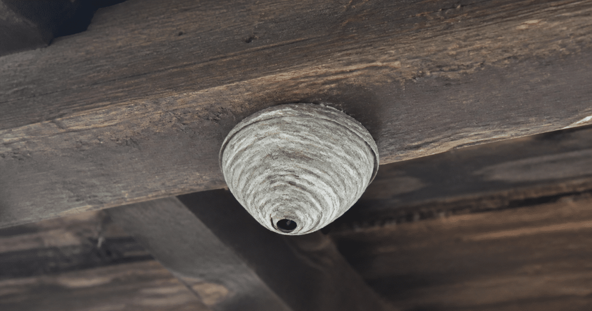 Nid de guêpes gris attaché sous une poutre de toiture en bois