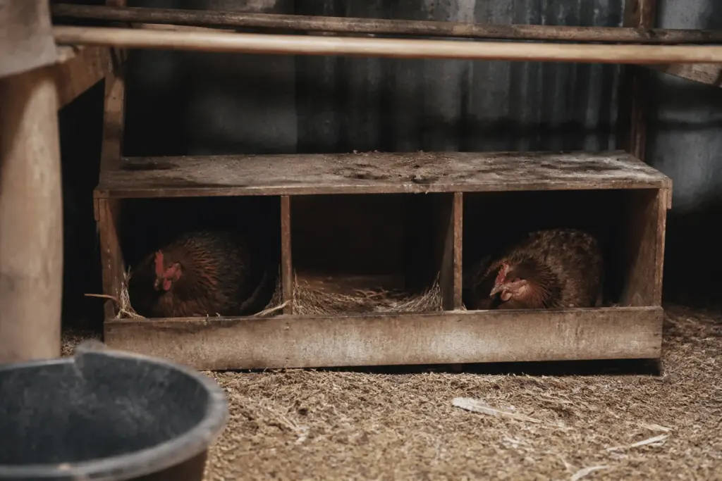 Nid de poules sombre et bas dans poulailler calme