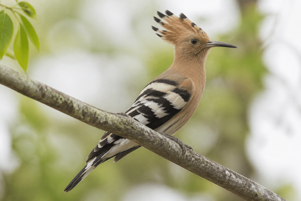 Oiseau brun et noir avec huppe dressée sur branche