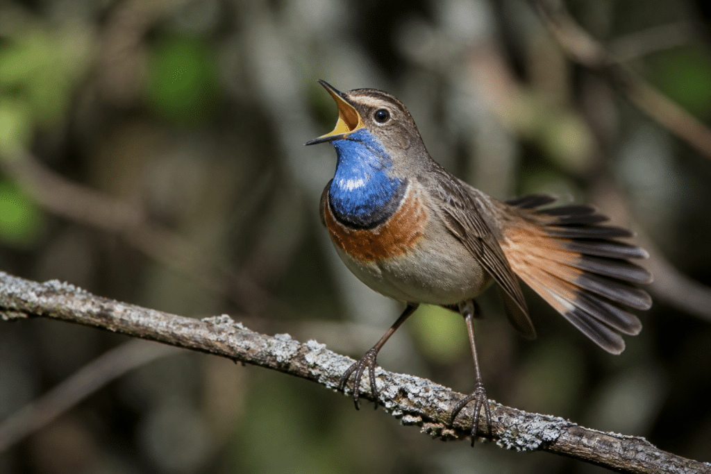 Oiseau mâle chantant avec plumage coloré déployé