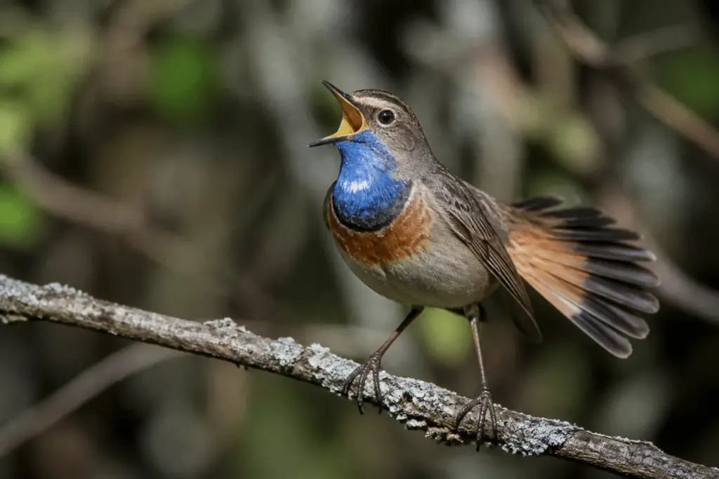 Oiseau mâle chantant avec plumage coloré déployé