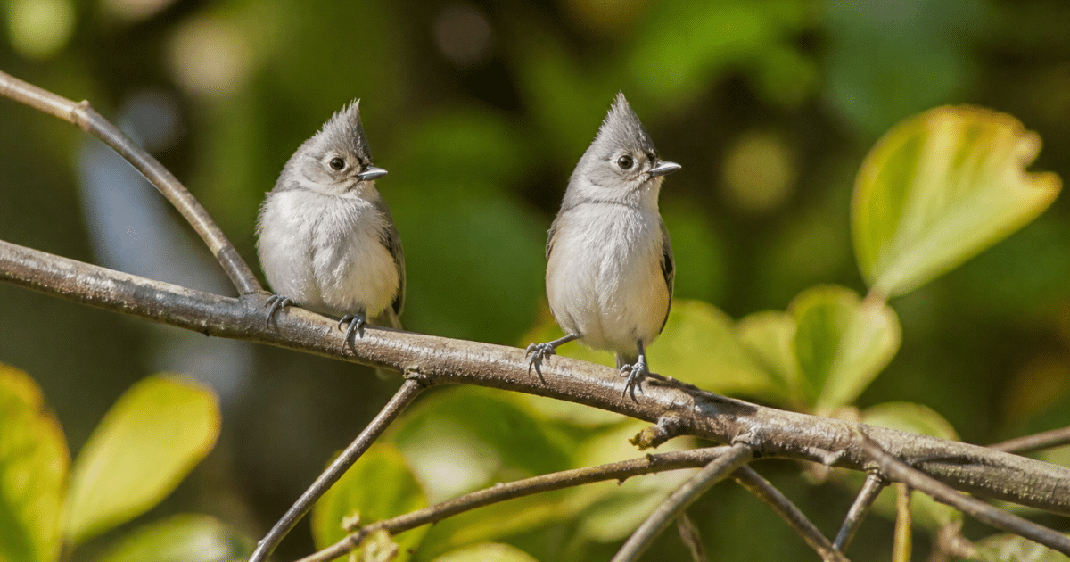 Petits oiseaux cretes dressees perches branche jardin