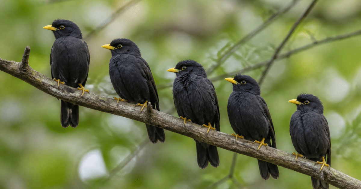 Groupe d'oiseaux au plumage sombre perches sur branche bec colore jaune