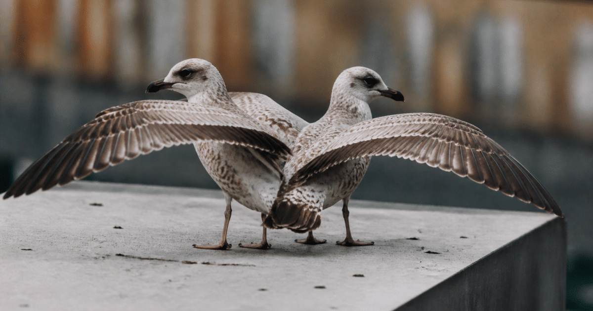 Deux oiseaux dos a dos, ailes deployees en equilibre precaire
