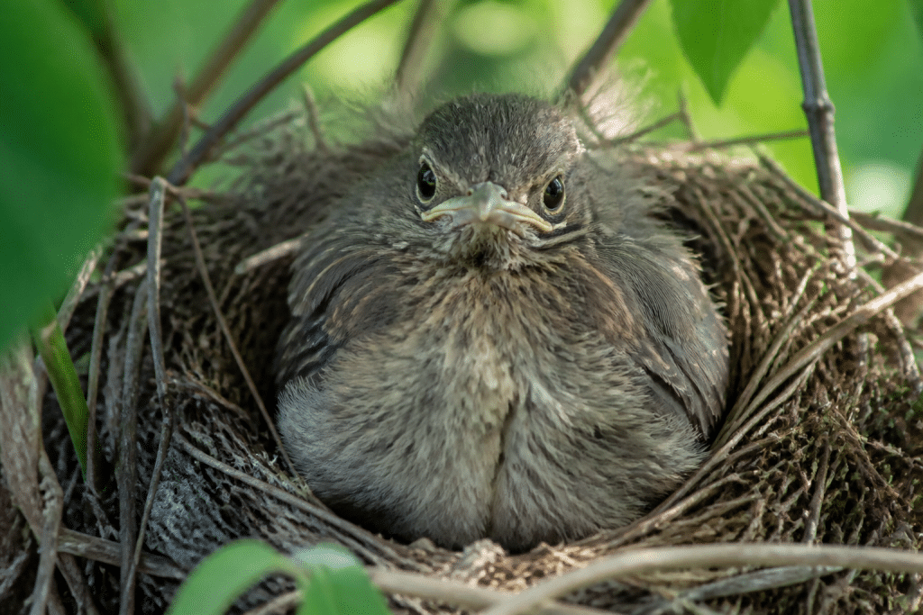 Oisillon au nid avec plumage gonflé et yeux alertes