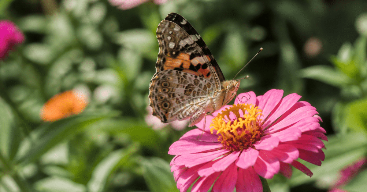 papillon posé sur fleur rose buvant nectar avec trompe deroulee
