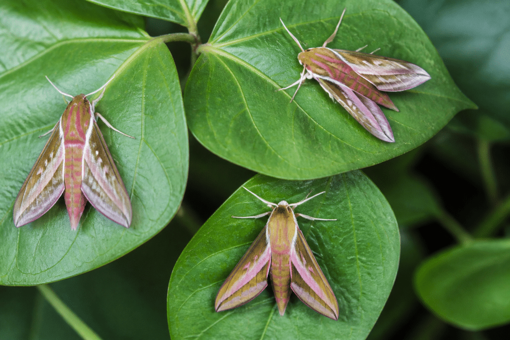 Trois papillons sphinx colorés posés sur feuilles vertes