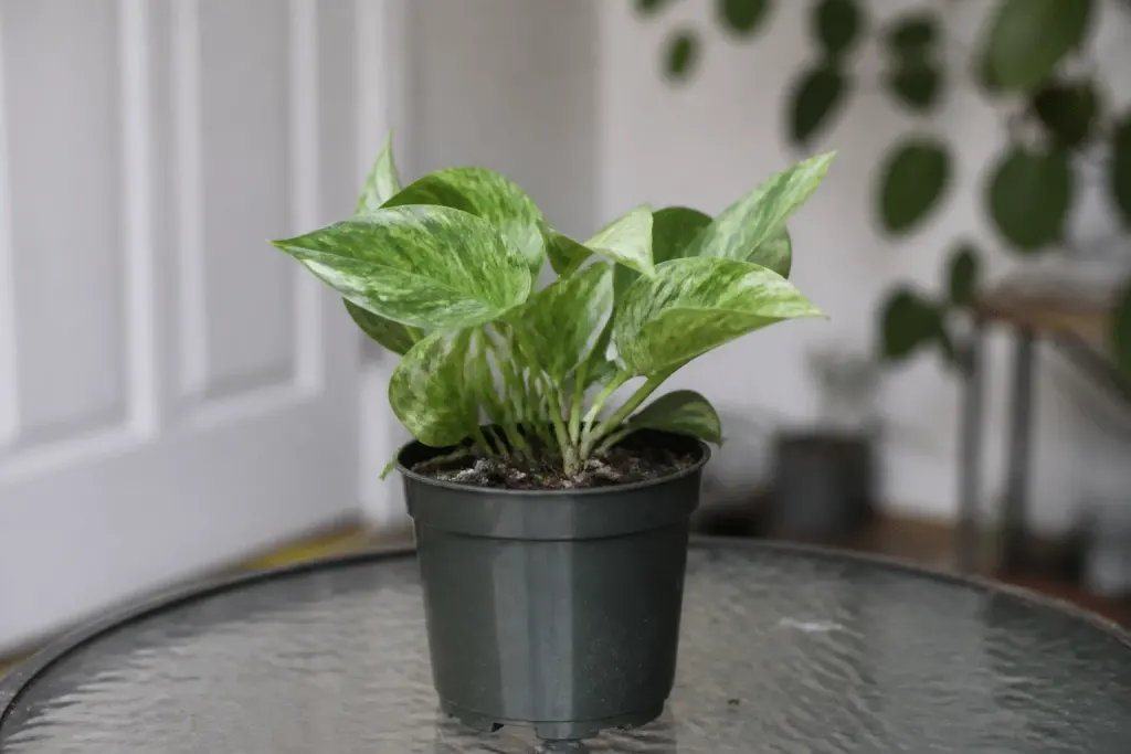 Plante en quarantaine avant insertion dans terrarium en verre
