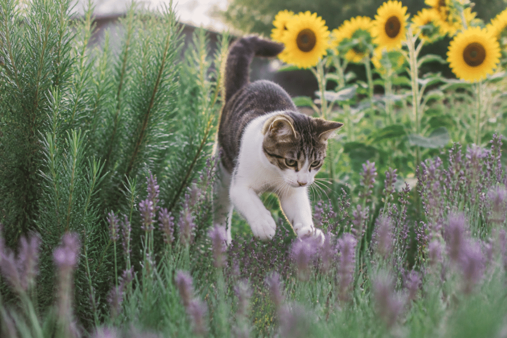 Chat jouant entre lavande, romarin et tournesols jaunes
