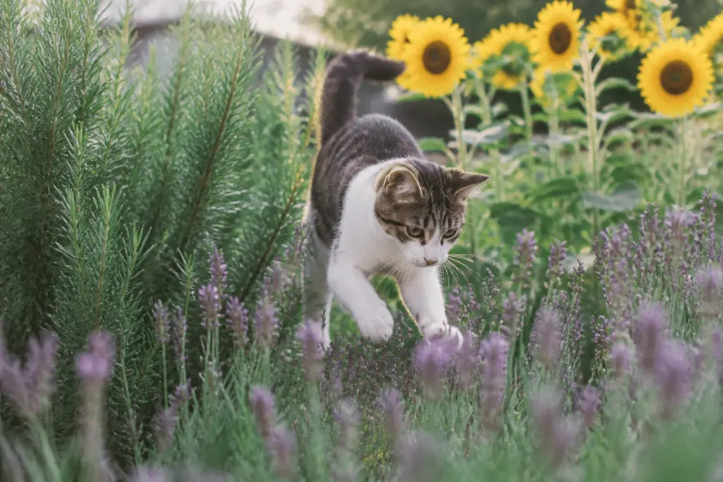 Chat jouant entre lavande, romarin et tournesols jaunes