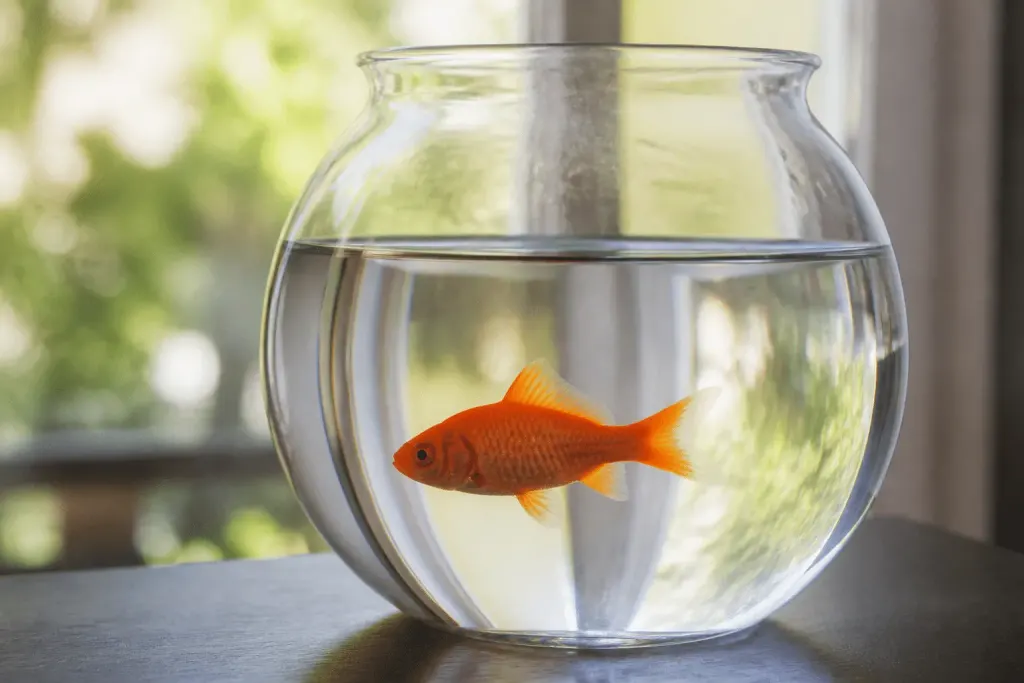 Poisson rouge nageant dans bocal verre rond transparent