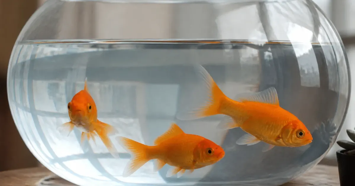 Trois poissons rouges nageant dans un aquarium transparent rempli d'eau