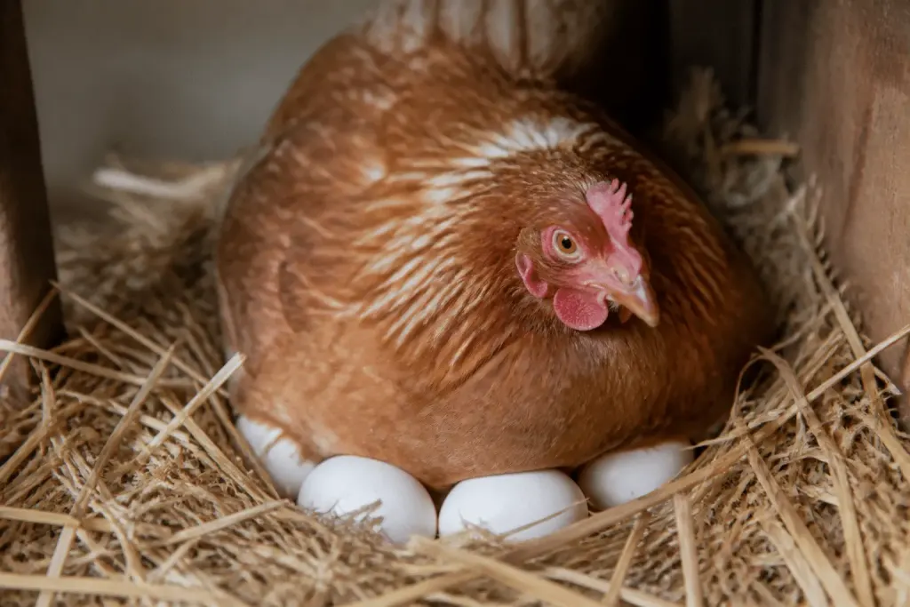 Poule brune assise sur oeufs blancs dans nid paille