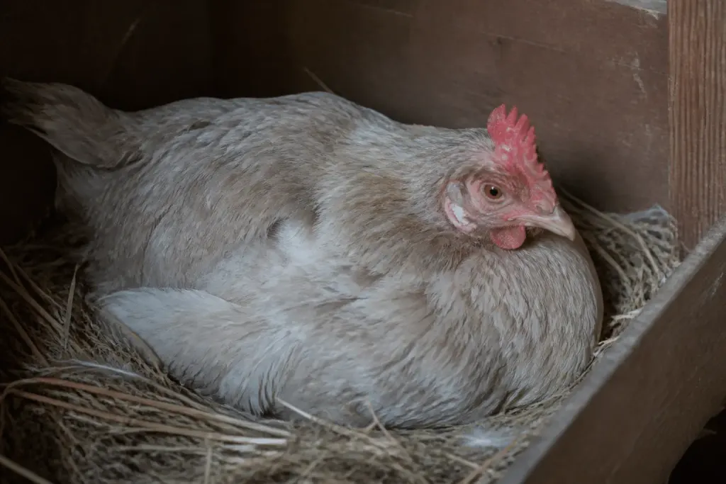 Poule immobile sur nid avec plumage terne et affaibli