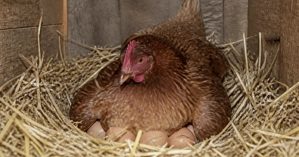 Poule brune accroupie sur ses oeufs dans paille