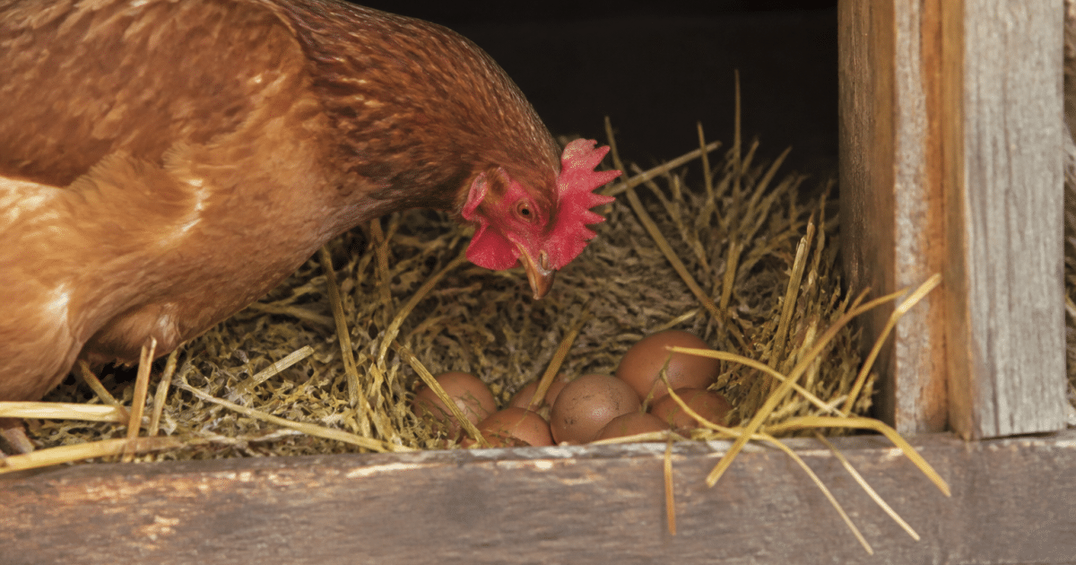 Poule rousse penchee sur nid de paille rempli d'oeufs bruns