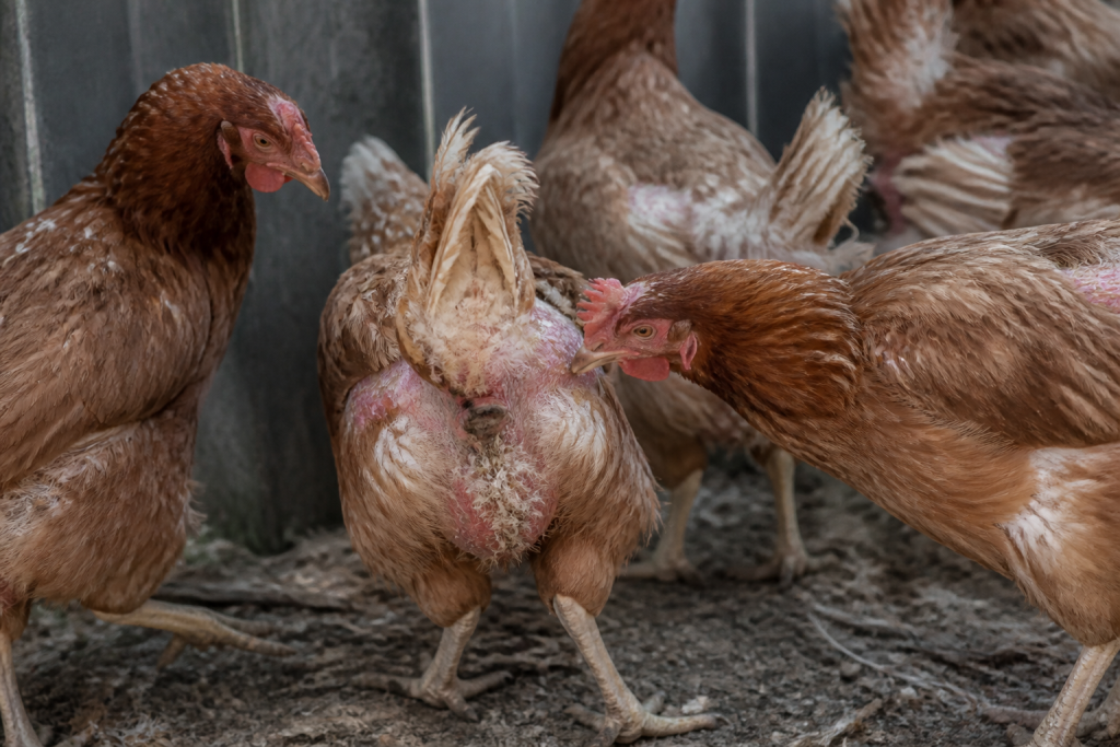Poules stressees picotant plumes dans enclos etroit
