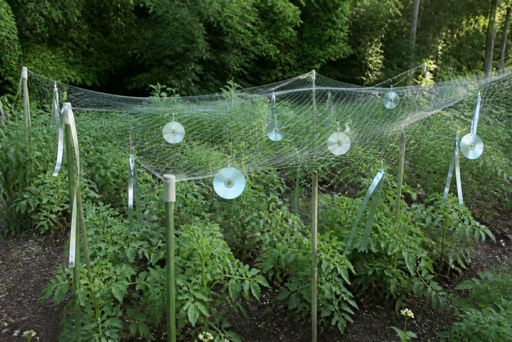 Filet tendu sur plants avec CD brillants et rubans refllechissants
