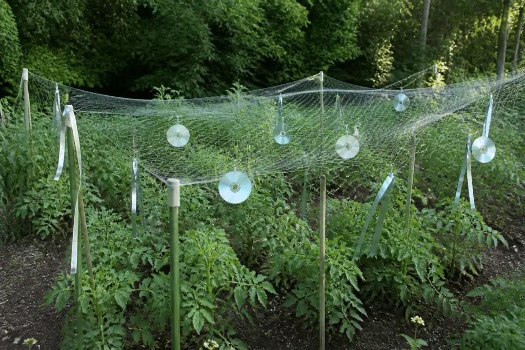 Filet tendu sur plants avec CD brillants et rubans refllechissants