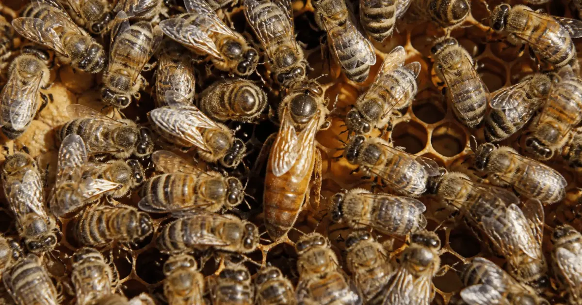 Abeille reine au centre entouree d'ouvrieres sur rayon cire