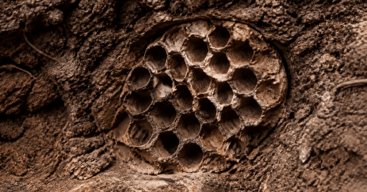 Ruche souterraine avec alvéoles géométriques enfoncées dans terre brune