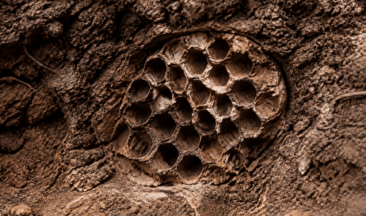 Ruche souterraine avec alvéoles géométriques enfoncées dans terre brune