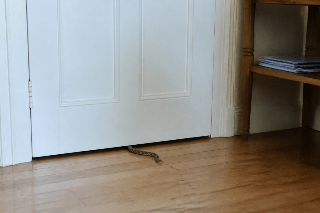 Porte fermee avec serpent visible pres du sol interieur