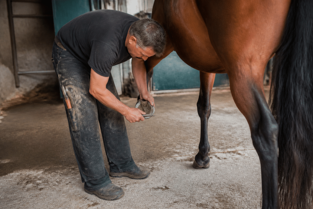 Palefrenier positionne lateralement pres sabot cheval
