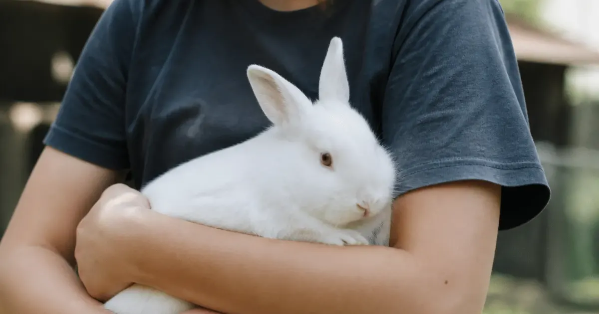Personne tenant lapin blanc contre sa poitrine bras soutenant