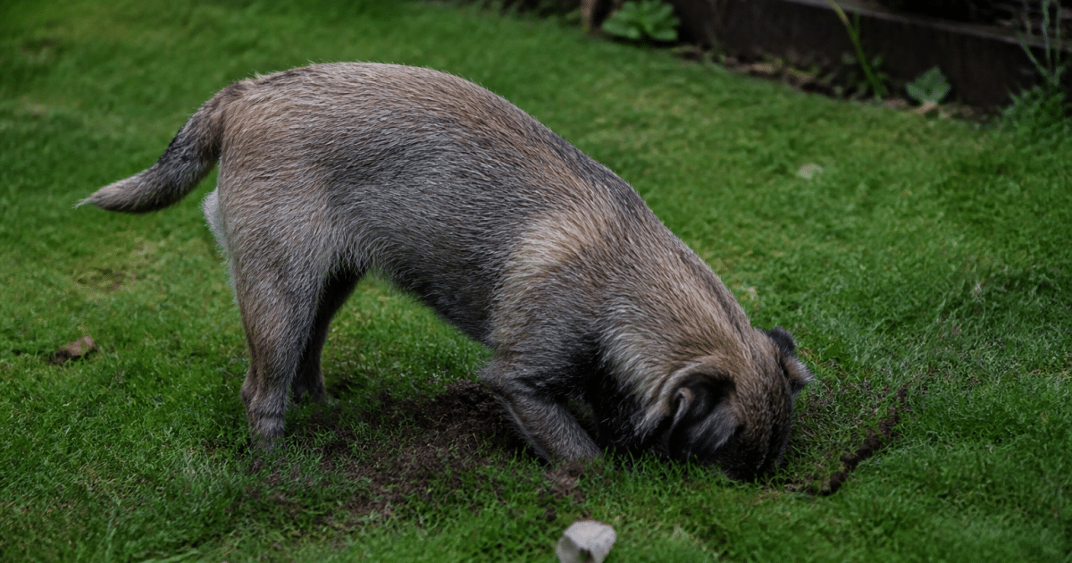 Terrier de blaireau creuse dans herbe verte du jardin