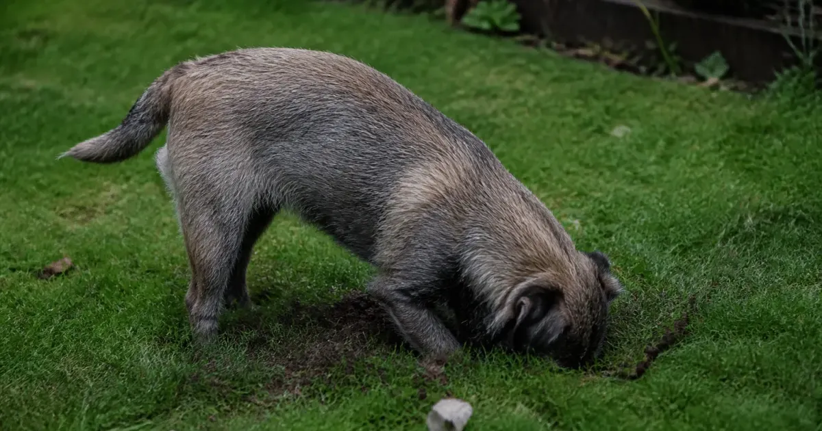 Terrier de blaireau creuse dans herbe verte du jardin