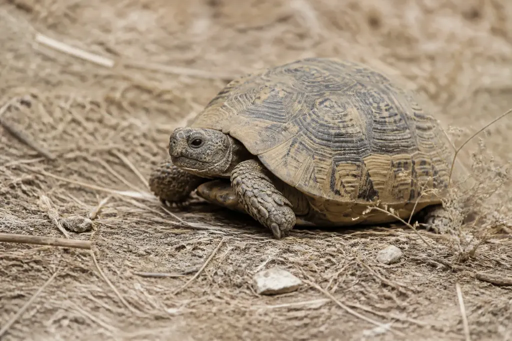 Tortue terrestre dans environnement frais et sec