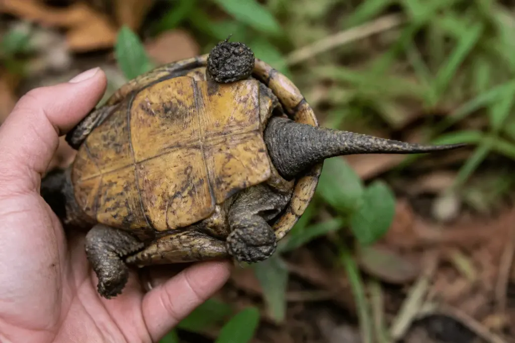 Tortue terrestre montrant plastron concave et queue allongée
