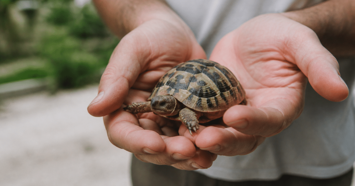 Personne tenant une tortue terrestre dans ses mains ouvertes