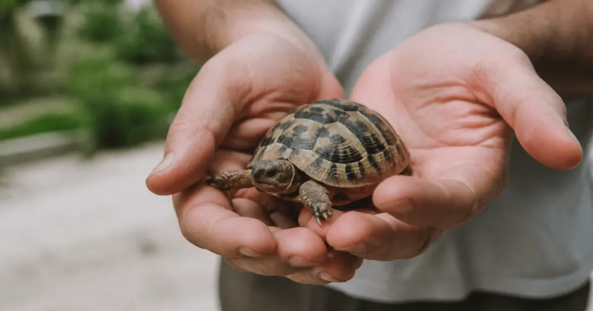 Personne tenant une tortue terrestre dans ses mains ouvertes