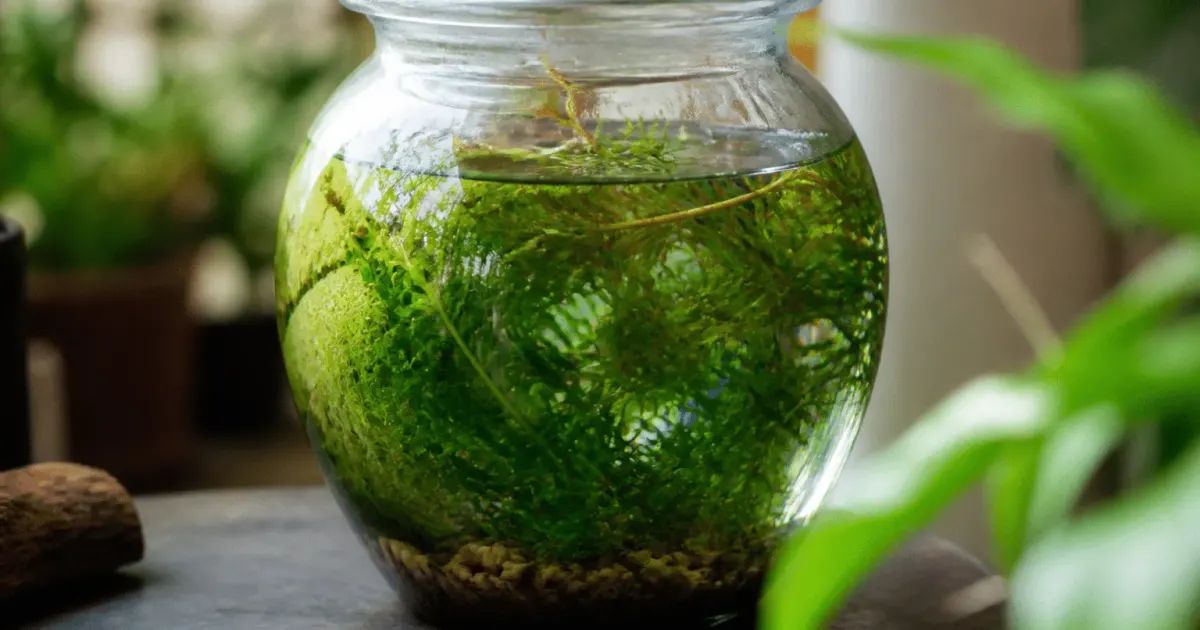 Bocal en verre rempli d'eau avec plantes aquatiques vertes immergees