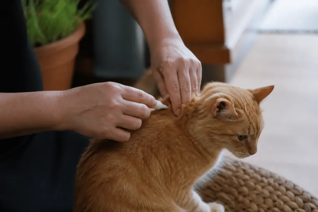 Main appliquant pipette antiparasitaire sur nuque chat roux